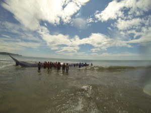 beached whale nicaragua